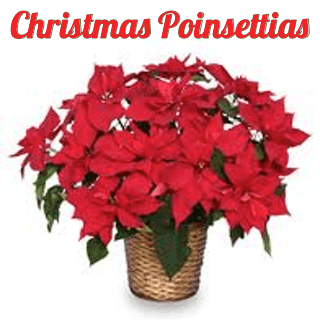 Poinsettia