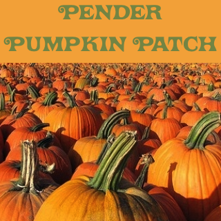 pumpkin-patch